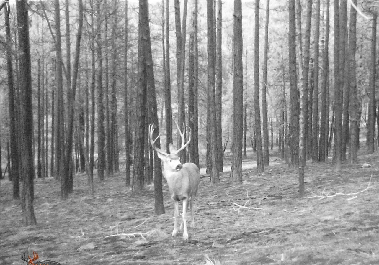 0 Godowa Springs Road, Unit 13 Beatty, OR 97621 - Photo 2 of 8 Buck