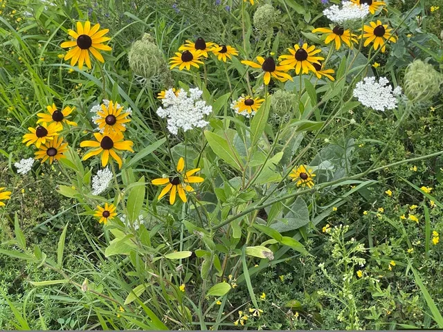 a view of flowers in a garden