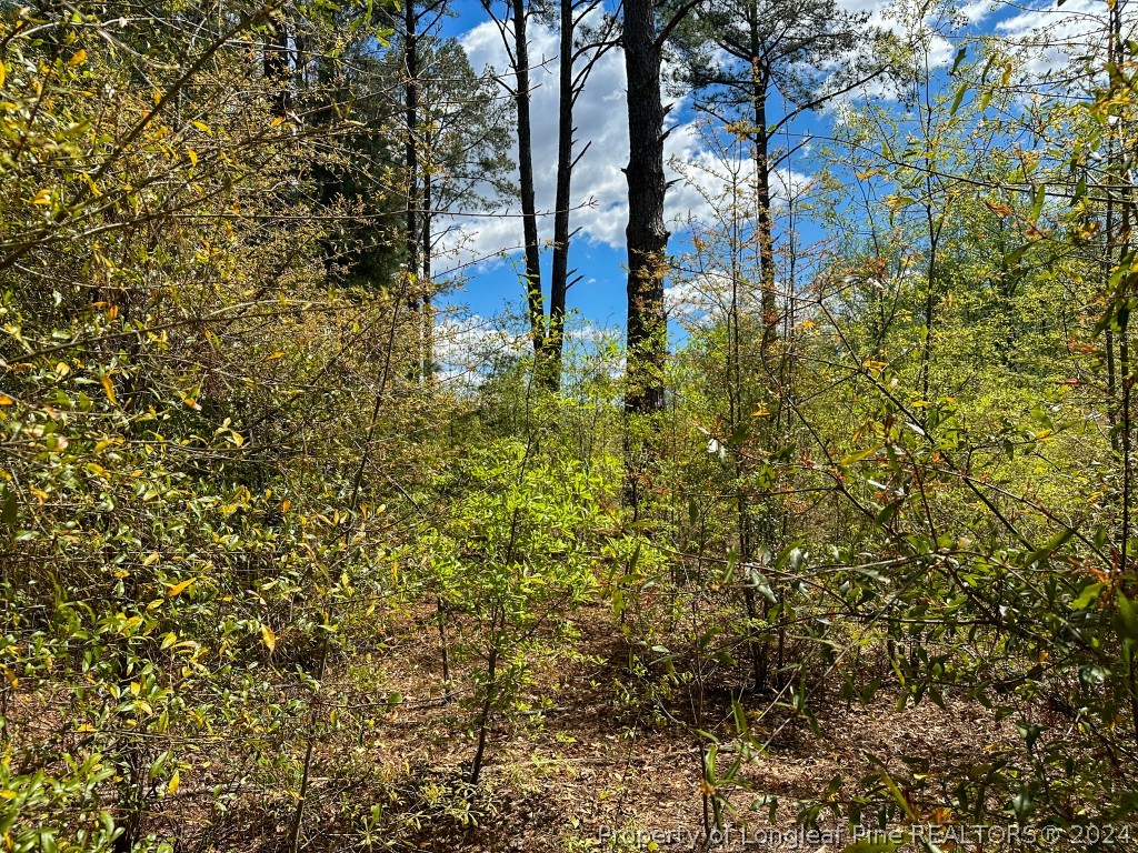 0 Mockingbird Hill Road Raeford, NC 28376 - Photo 18 of 22 Gallery Image 18