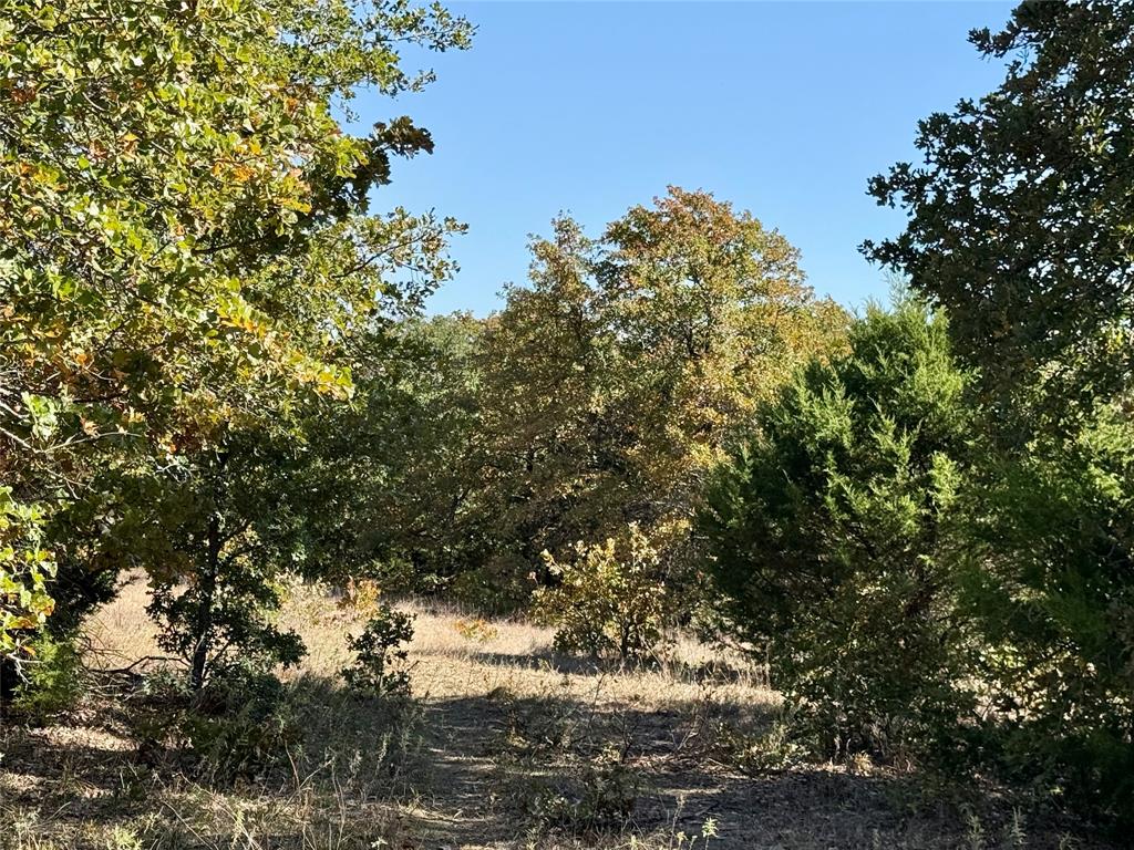 2753 Big Tree Road Montague, TX 76251 - Photo 11 of 40 a view of a tree in a yard
