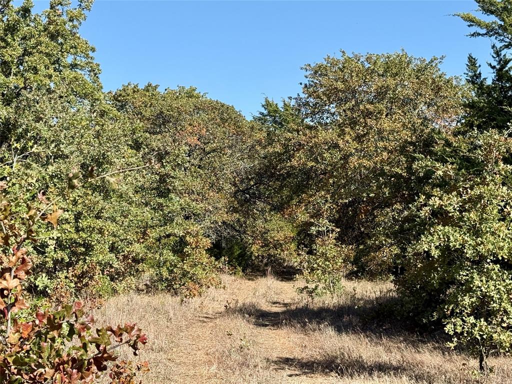2753 Big Tree Road Montague, TX 76251 - Photo 12 of 40 a view of a dry yard with lots of green space