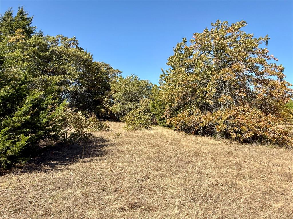 2753 Big Tree Road Montague, TX 76251 - Photo 17 of 40 a view of a yard with a tree