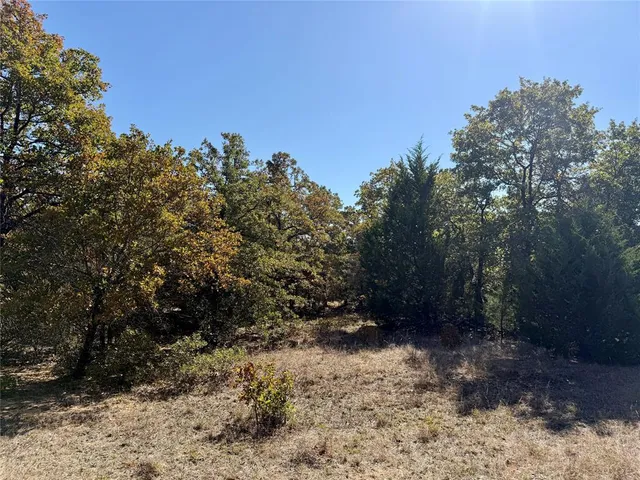 a view of large trees with a dry yard