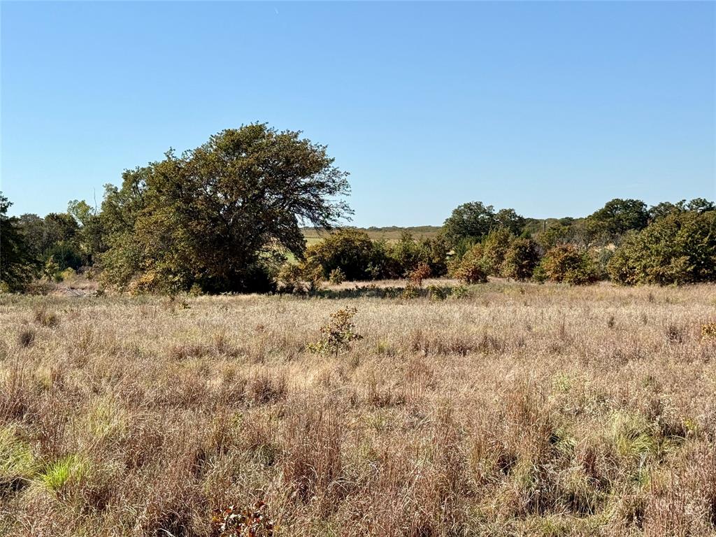 2753 Big Tree Road Montague, TX 76251 - Photo 21 of 40 a view of large trees with a dry yard