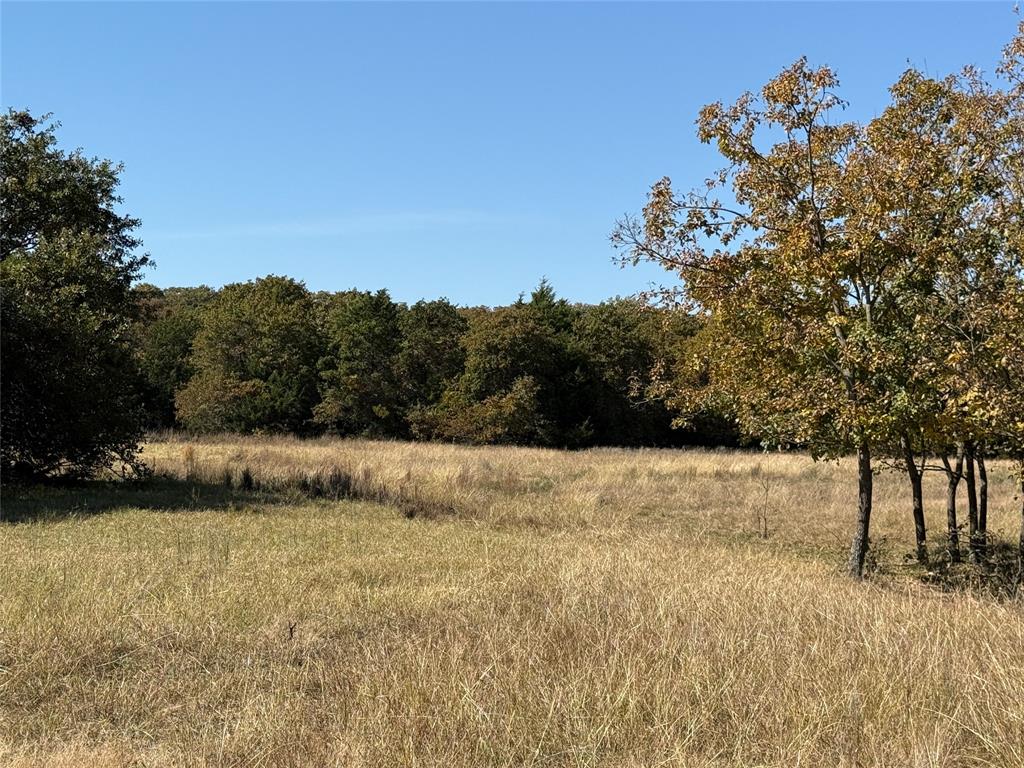 2753 Big Tree Road Montague, TX 76251 - Photo 30 of 40 a view of large yard with large trees