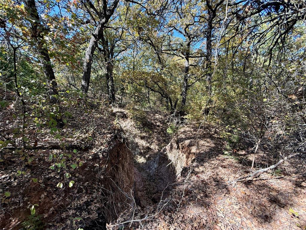 2753 Big Tree Road Montague, TX 76251 - Photo 33 of 40 a view of a tree in a yard
