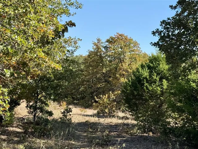 a view of a tree in a yard