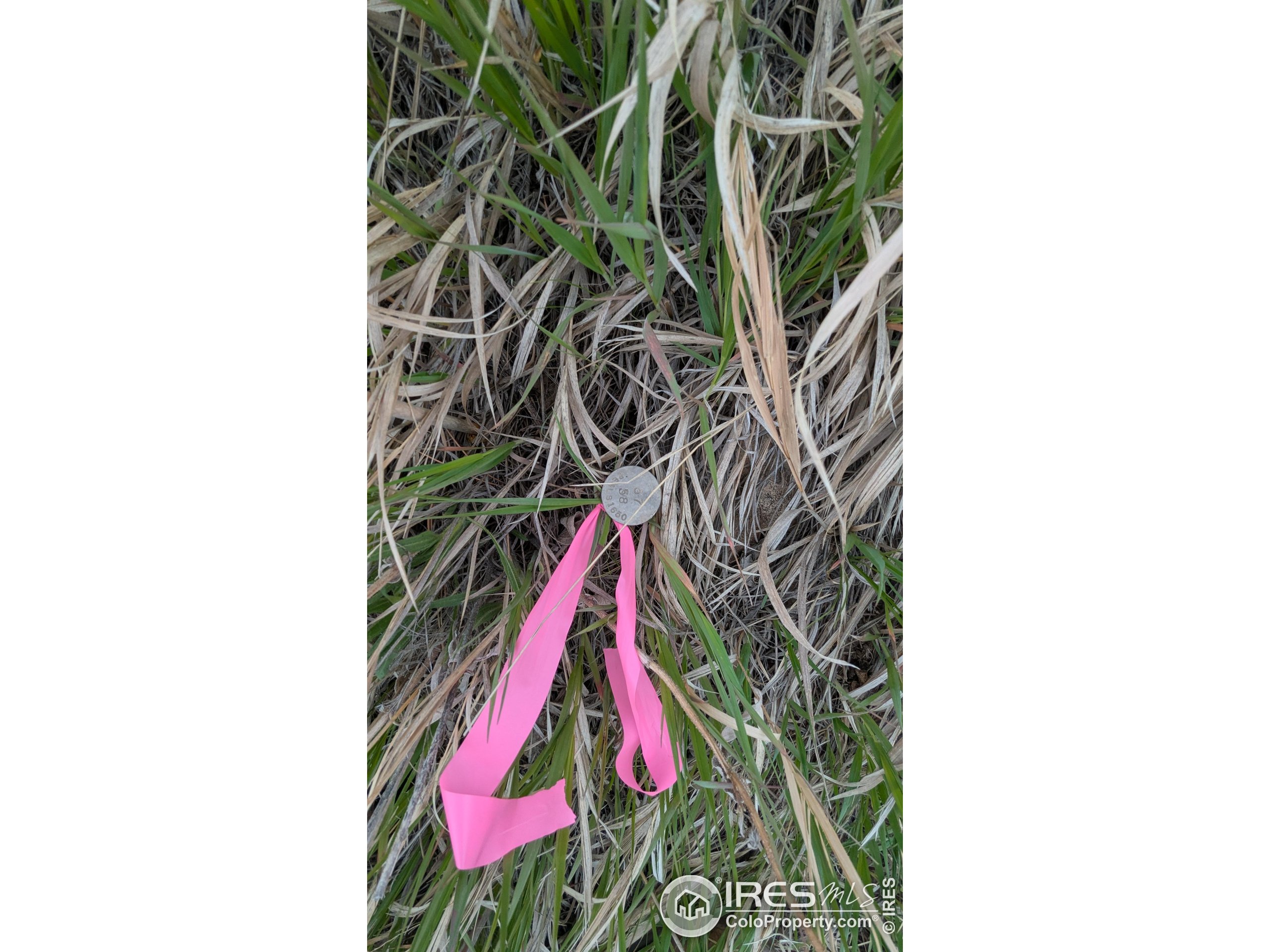 1191 Eiger Road Livermore, CO 80536 - Photo 13 of 17 a close up of a palm plant in a garden