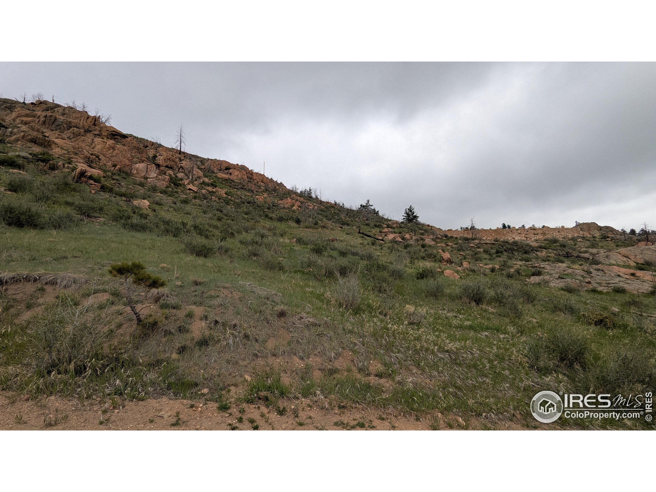 1191 Eiger Road Livermore, CO 80536 - Photo 3 of 17 a black and white photo of a forest