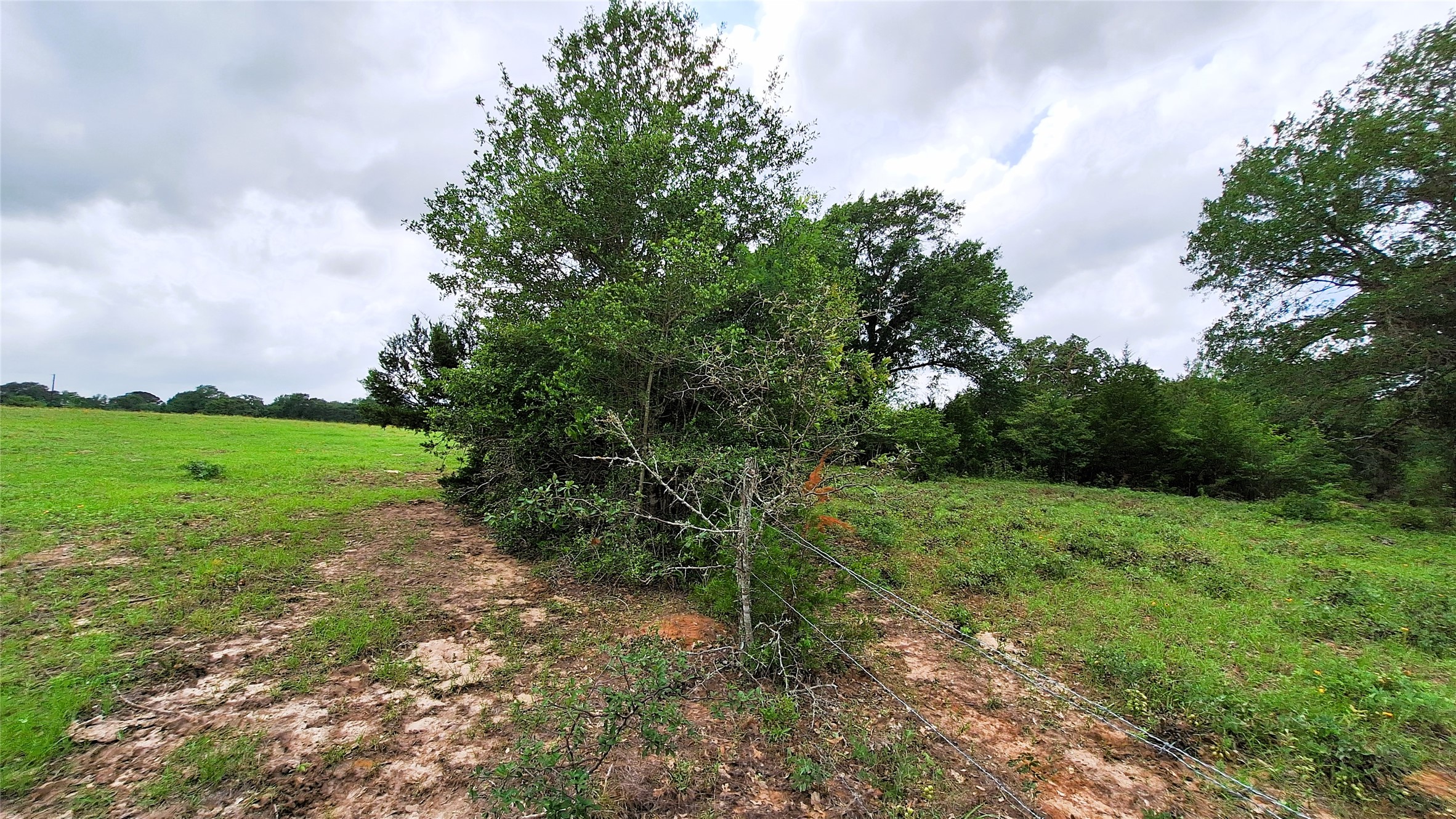 18155 Wellman Road Washington, TX 77880 - Photo 10 of 14 Expansive undeveloped land featuring mature trees and a grassy field