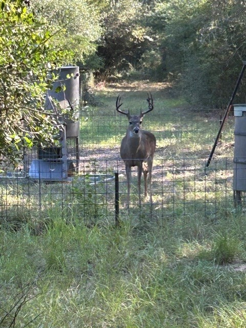 1105 Lakewood Road Sheridan, TX 77475 - Photo 14 of 29