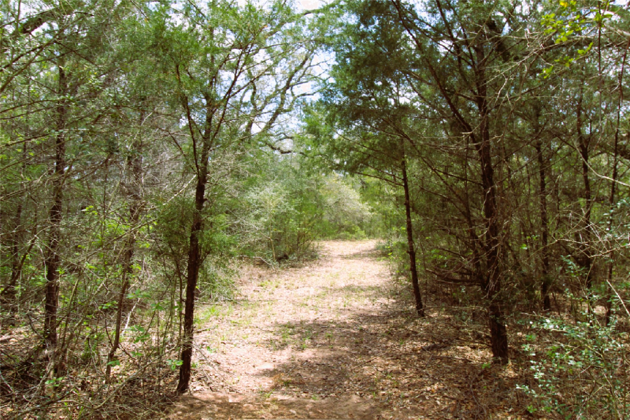 1105 Lakewood Road Sheridan, TX 77475 - Photo 25 of 29