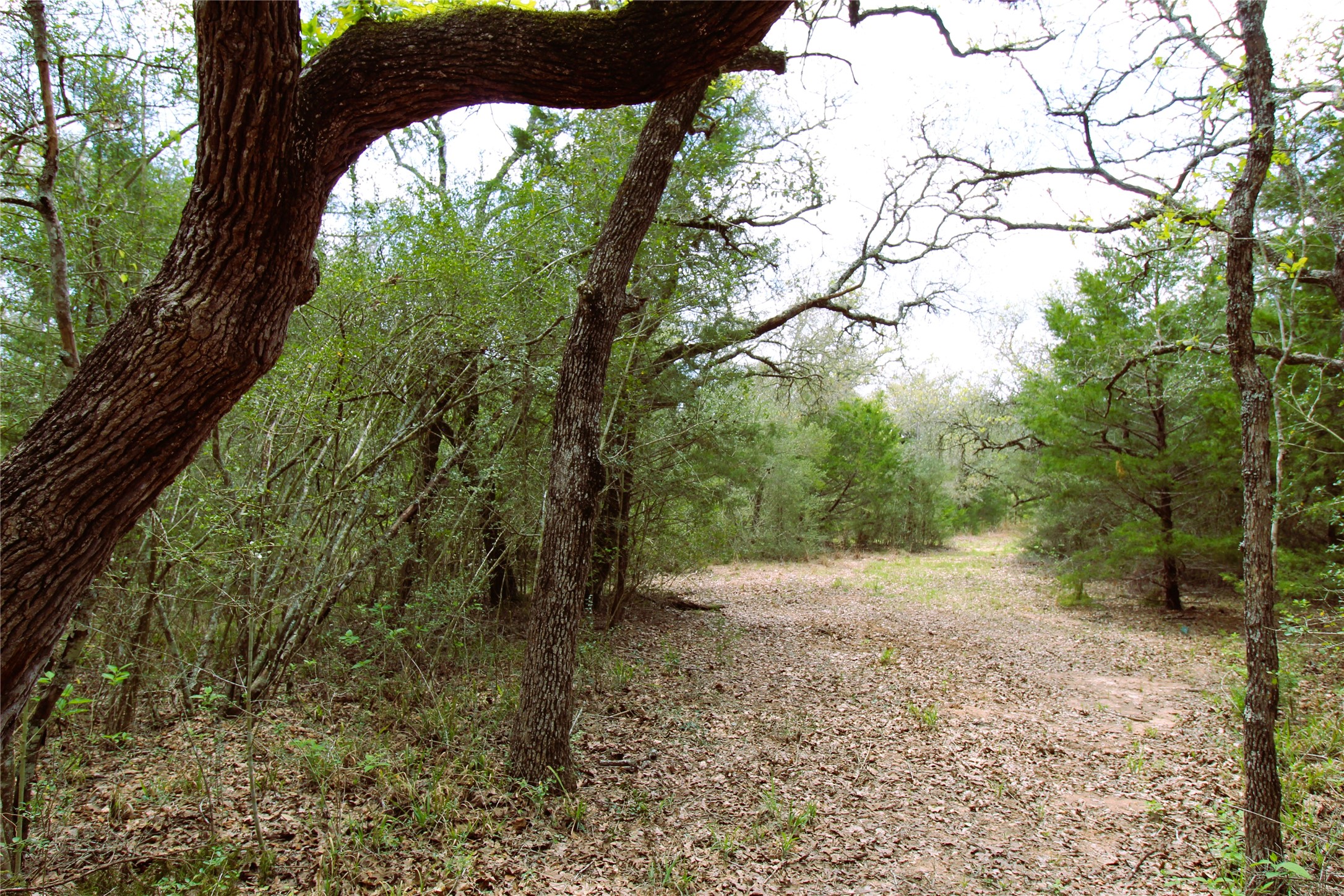 1105 Lakewood Road Sheridan, TX 77475 - Photo 26 of 29
