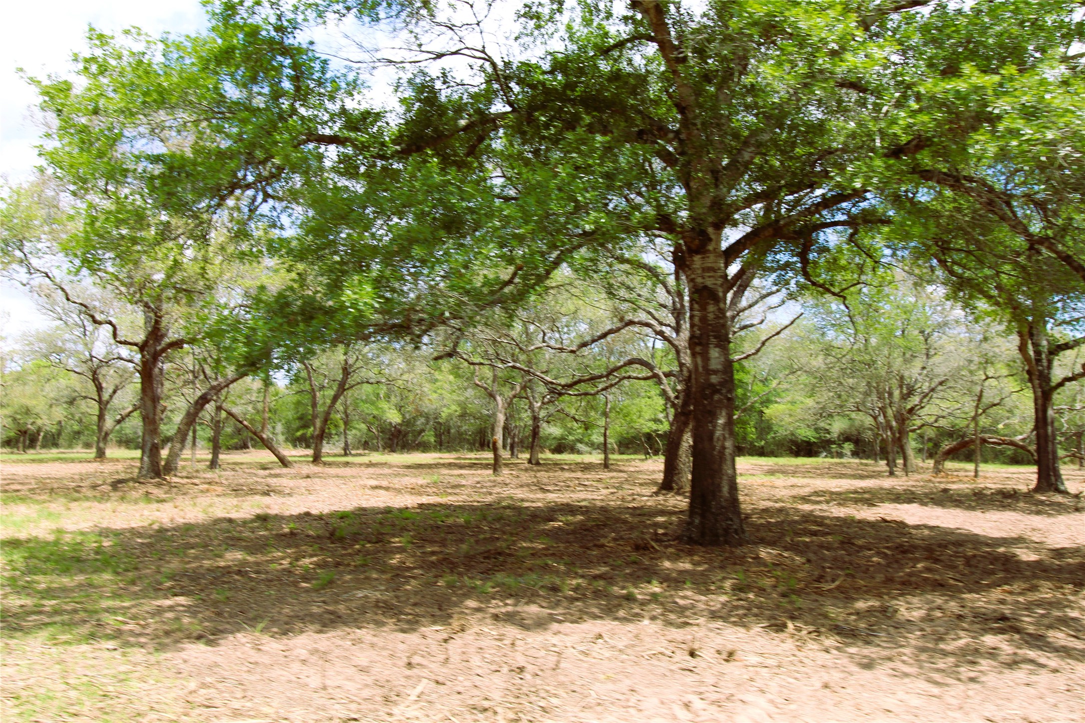 1105 Lakewood Road Sheridan, TX 77475 - Photo 4 of 29