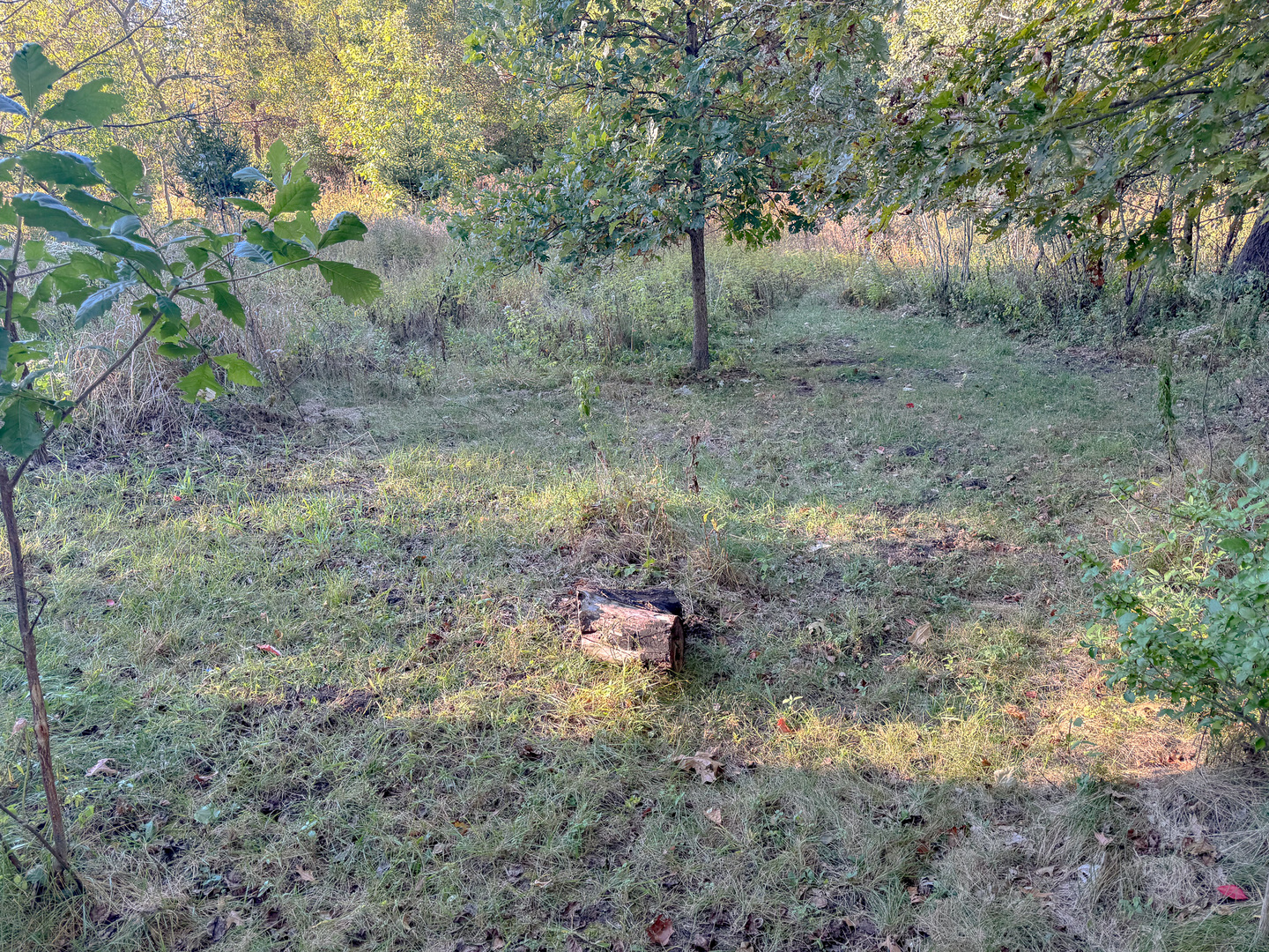 9-46 Woodhaven Sublette, IL 61367 - Photo 8 of 18 a view of a forest with trees
