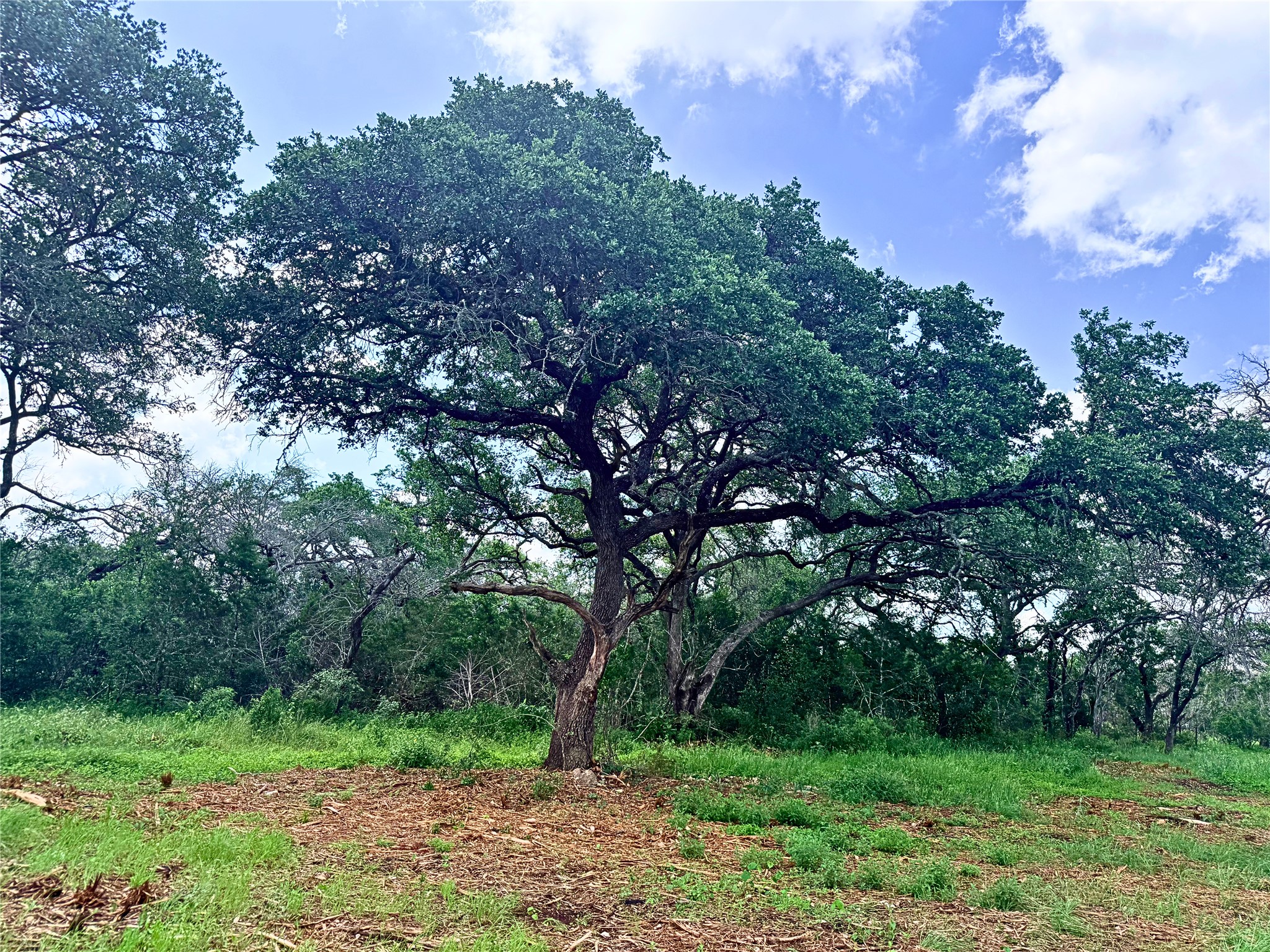 2013 Hilliard Road San Marcos, TX 78666 - Photo 3 of 37 Partially cleared of cedars, with lots of large heritage live oaks.