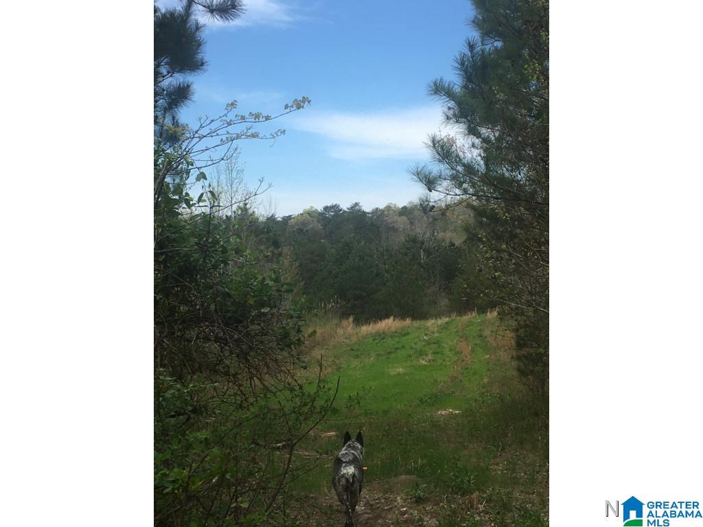 0 Bear Creek Road Haleyville, AL 35565 - Photo 1 of 13