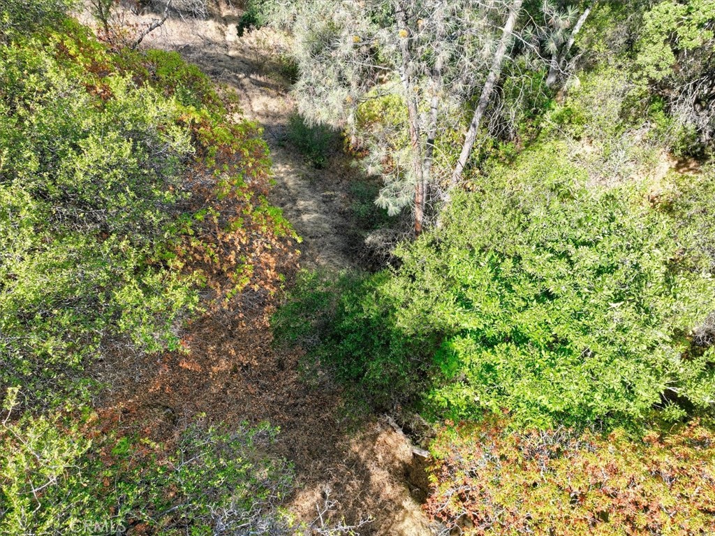3279 Quail Run Road Mariposa, CA 95338 - Photo 20 of 41 a view of a forest with a tree