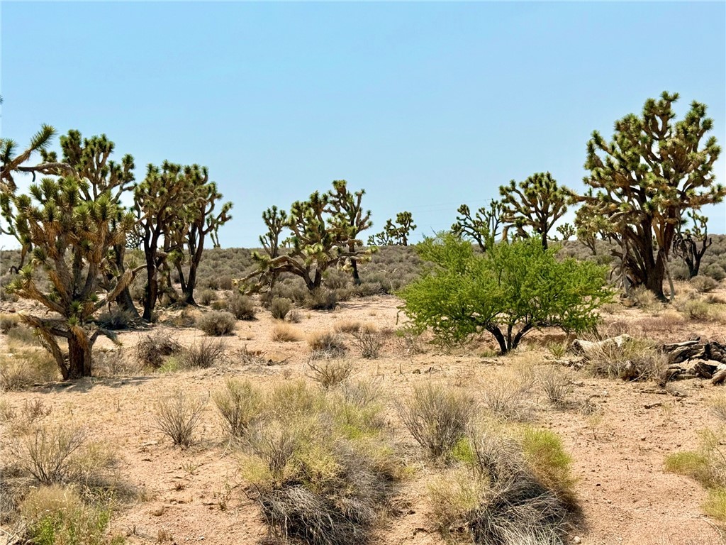 26681 Yucca Meadview, AZ 86444 - Photo 13 of 25 a view of snow covered with trees