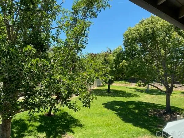 a lush green forest with lots of trees
