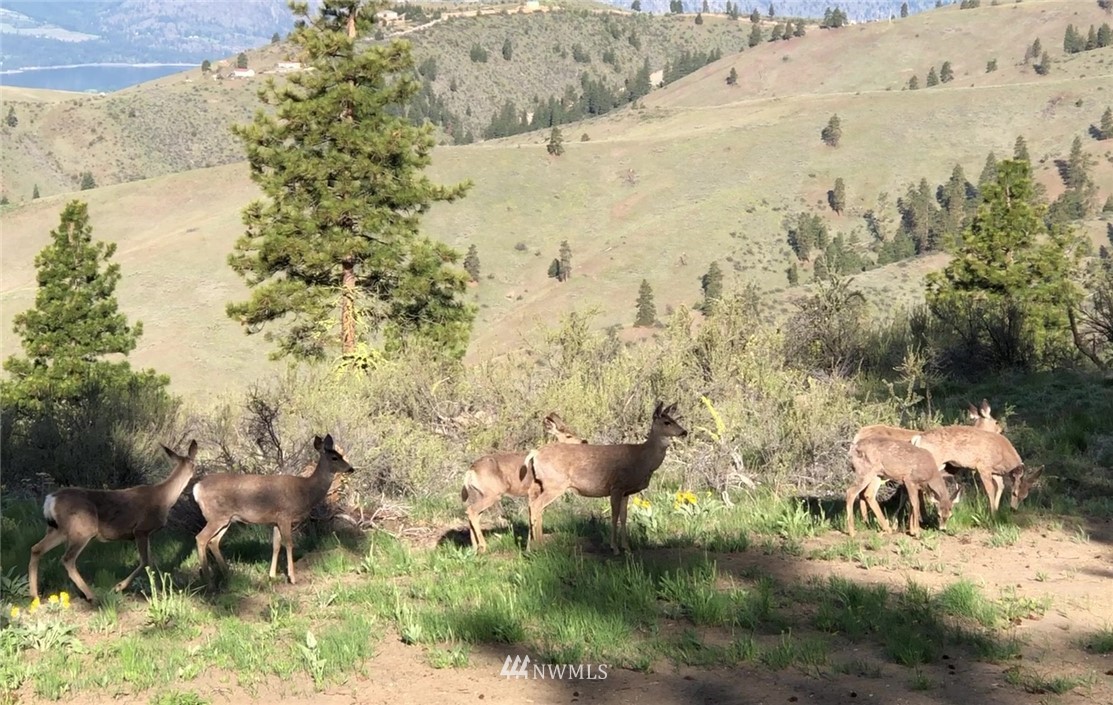 1255 Cagle Gulch Road Chelan, WA 98816 - Photo 29 of 37 Gallery Image 29