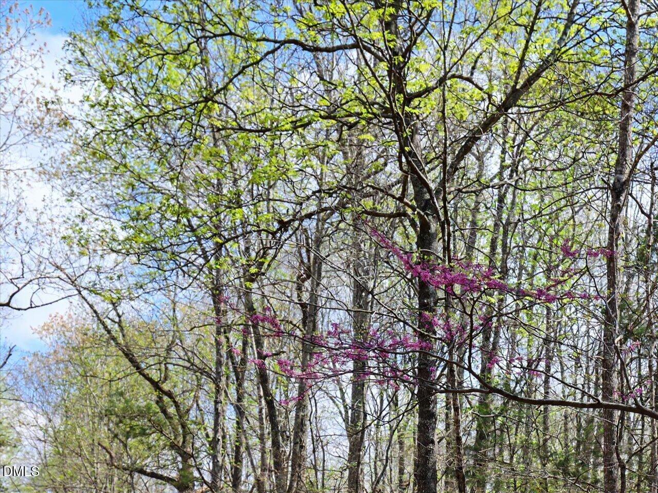 7793 Ridgeville Road Leasburg, NC 27291 - Photo 54 of 91