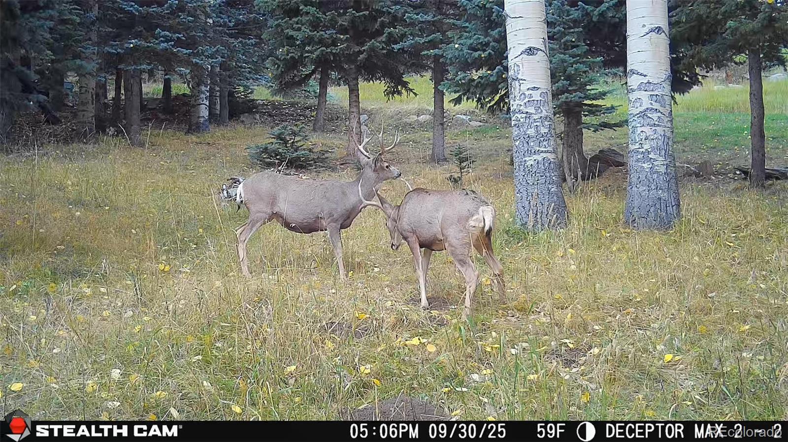 0 Snyder Mountain Road Evergreen, CO 80439 - Photo 43 of 46