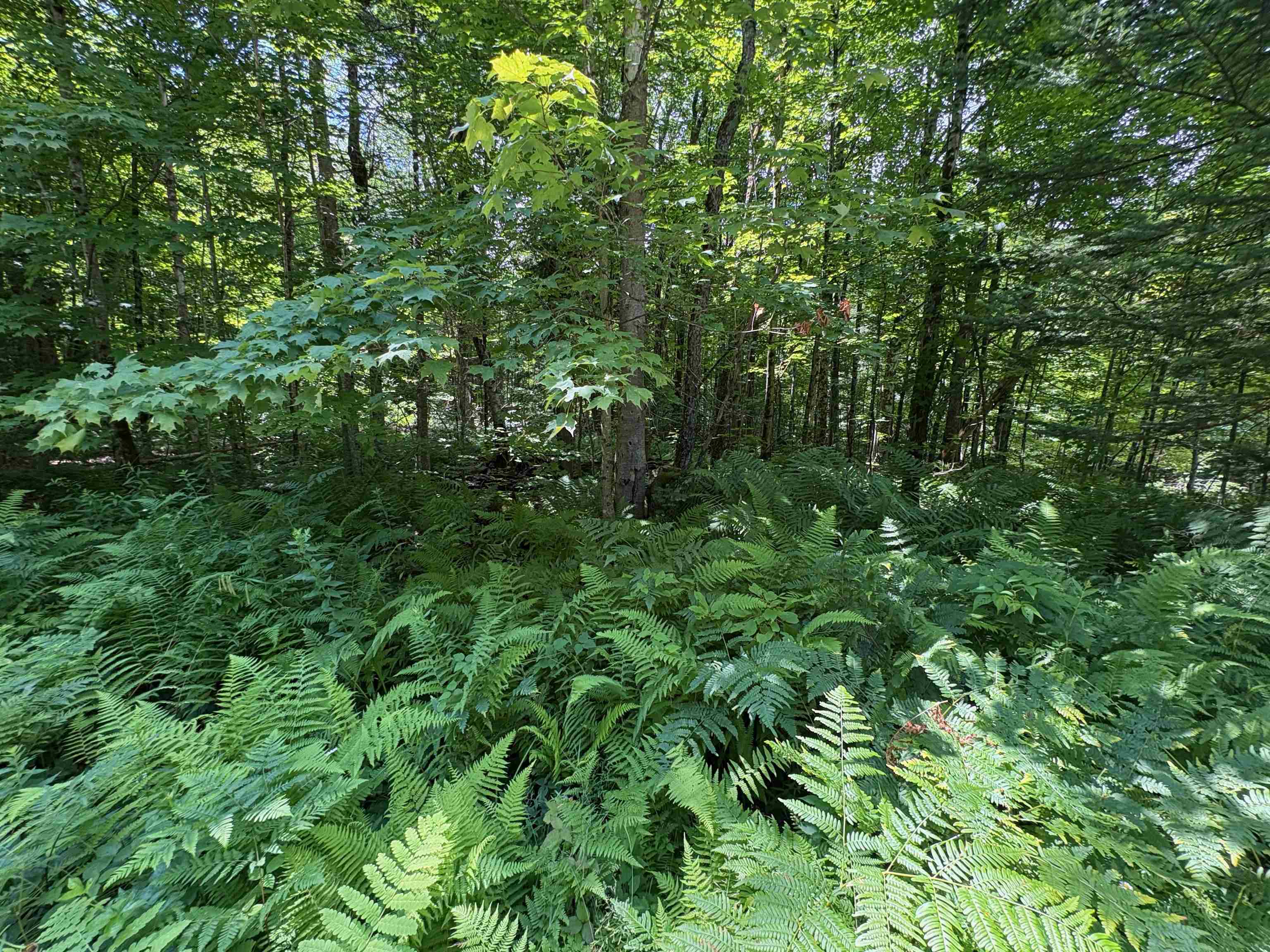 0 Robtoy Road Westfield, VT 05874 - Photo 8 of 10