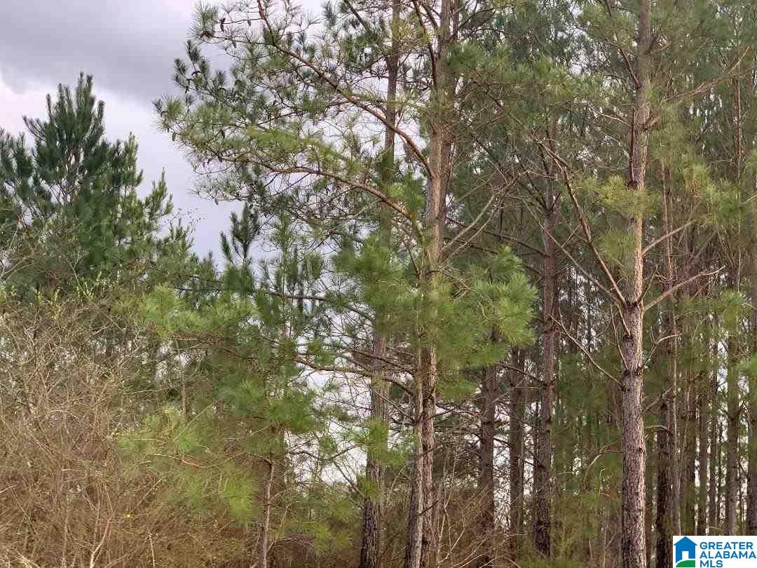 0 County Road 99, Unit 1 Verbena, AL 36091 - Photo 10 of 11