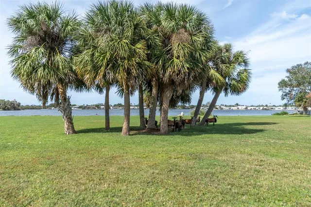 a view of a backyard with palm trees