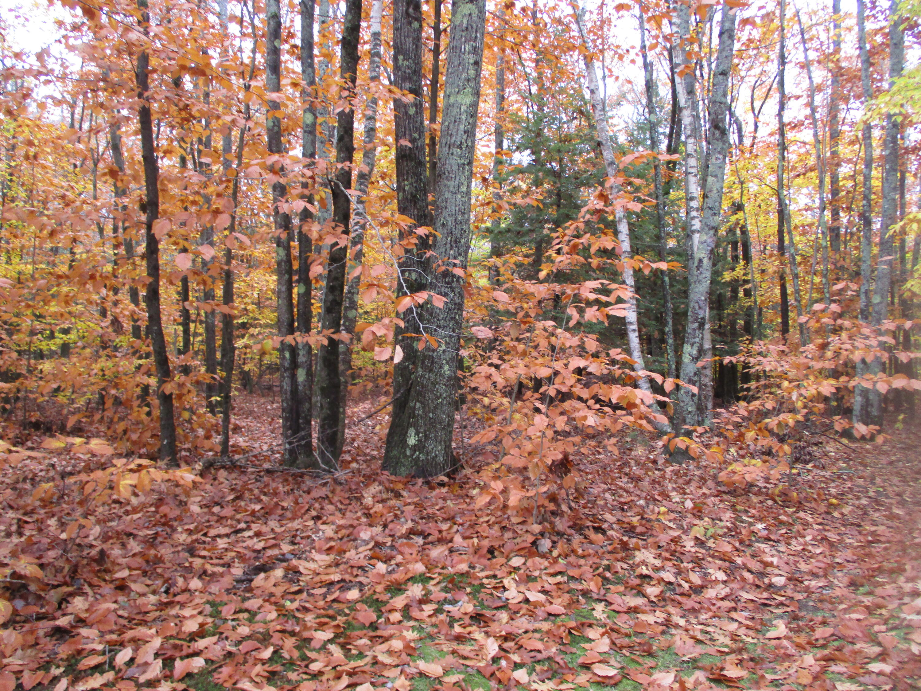 142 Littlefield Road Lisbon, ME 04250 - Photo 34 of 35 IMG_0699