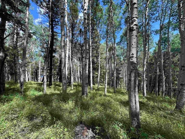 a green field with lots of trees