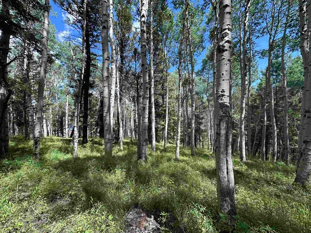 a green field with lots of trees