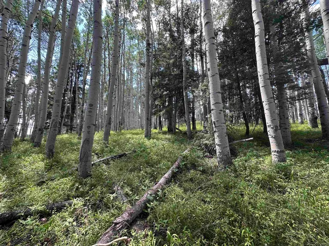 a green field with lots of trees