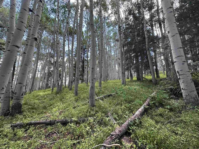 a big yard with lots of green space and deers