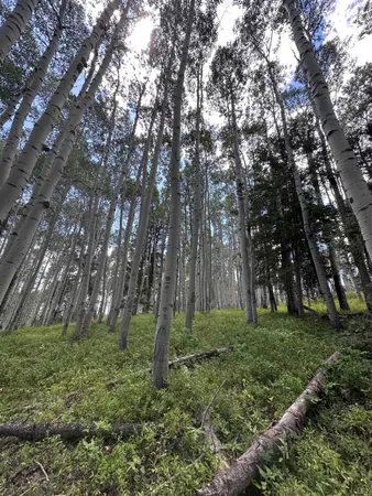 a green field with lots of trees
