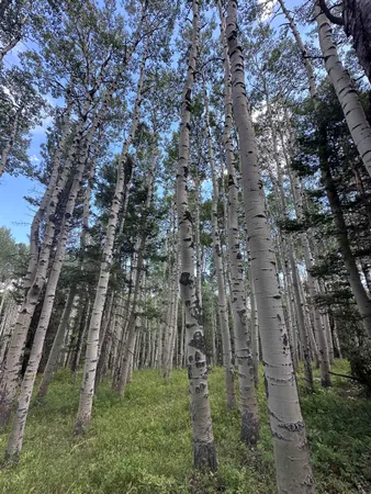 a backyard of a building with lots of trees