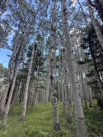 a backyard of a building with lots of trees