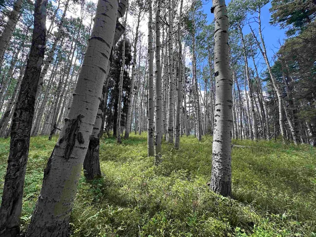 a big yard with lots of green space and trees