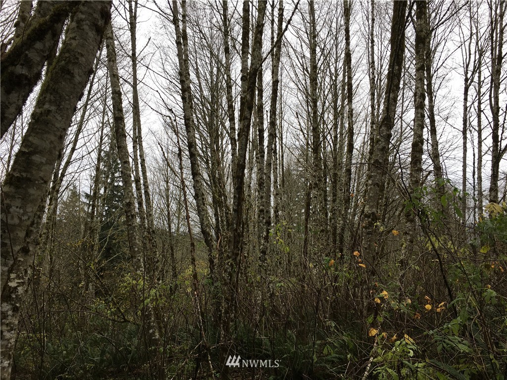 0 Mt Pleasant Road Kelso, WA 98626 - Photo 6 of 9 Gallery Image 6