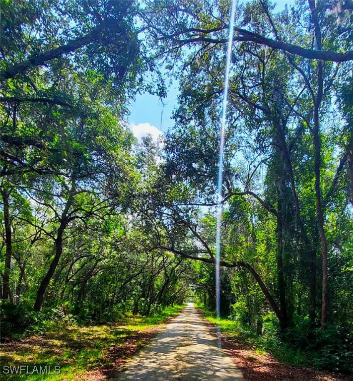 35084 Batesfield Street Webster, FL 33597 - Photo 2 of 9 a view of a yard with plants and trees