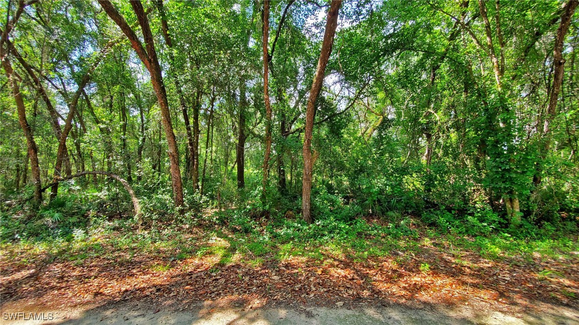 35084 Batesfield Street Webster, FL 33597 - Photo 3 of 9 a view of lush green forest