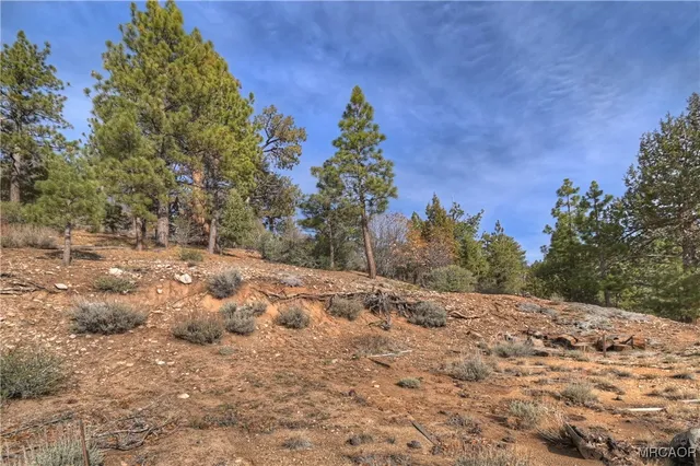 a view of a forest with a tree