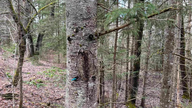 $164,500 | 0 Route 155 Weston Vt 05161, Weston, VT 05161