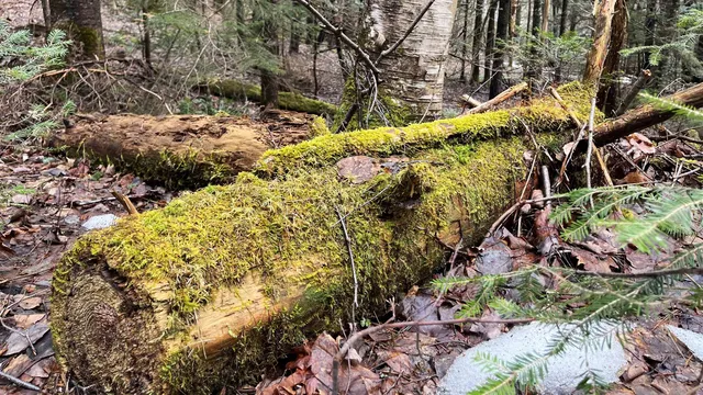 $164,500 | 0 Route 155 Weston Vt 05161, Weston, VT 05161