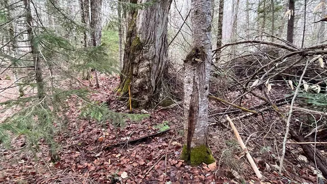 $164,500 | 0 Route 155 Weston Vt 05161, Weston, VT 05161