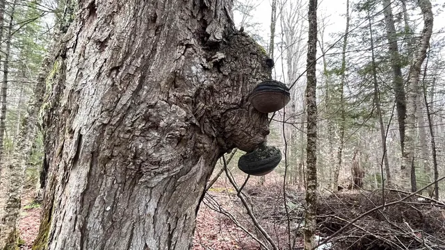 $164,500 | 0 Route 155 Weston Vt 05161, Weston, VT 05161