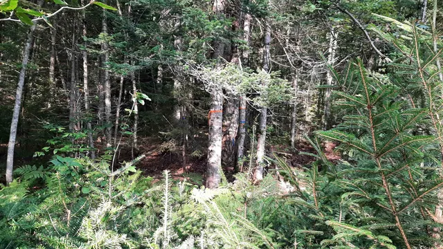 $164,500 | 0 Route 155 Weston Vt 05161, Weston, VT 05161