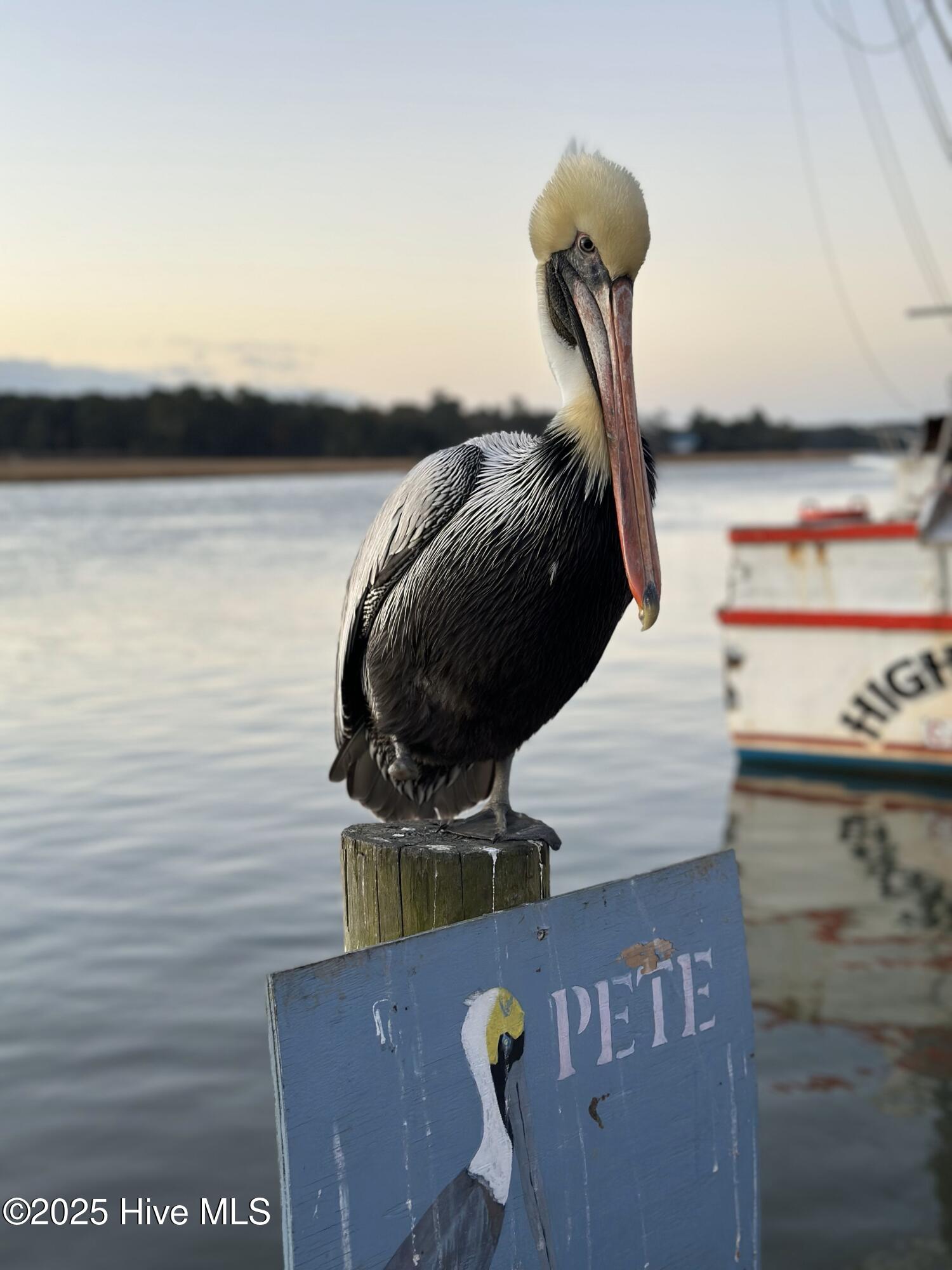 908 Resort Circle, Unit 512 Sunset Beach, NC 28468 - Photo 29 of 33 Calabash River - Pete the Pelican