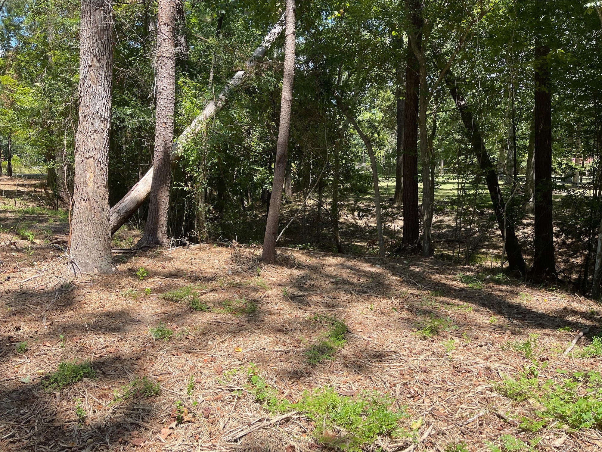 5 River Terrace Road Huffman, TX 77336 - Photo 5 of 8